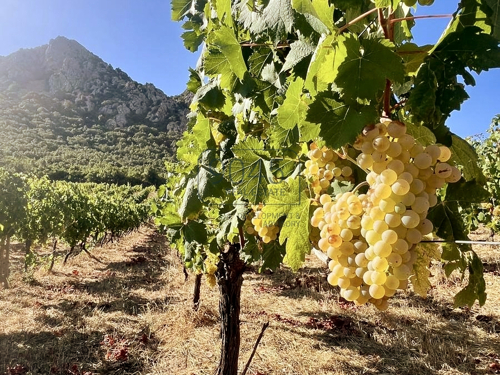 Exklusive Tenuta in Sardinien – 18 Hektar Weinbau und Land