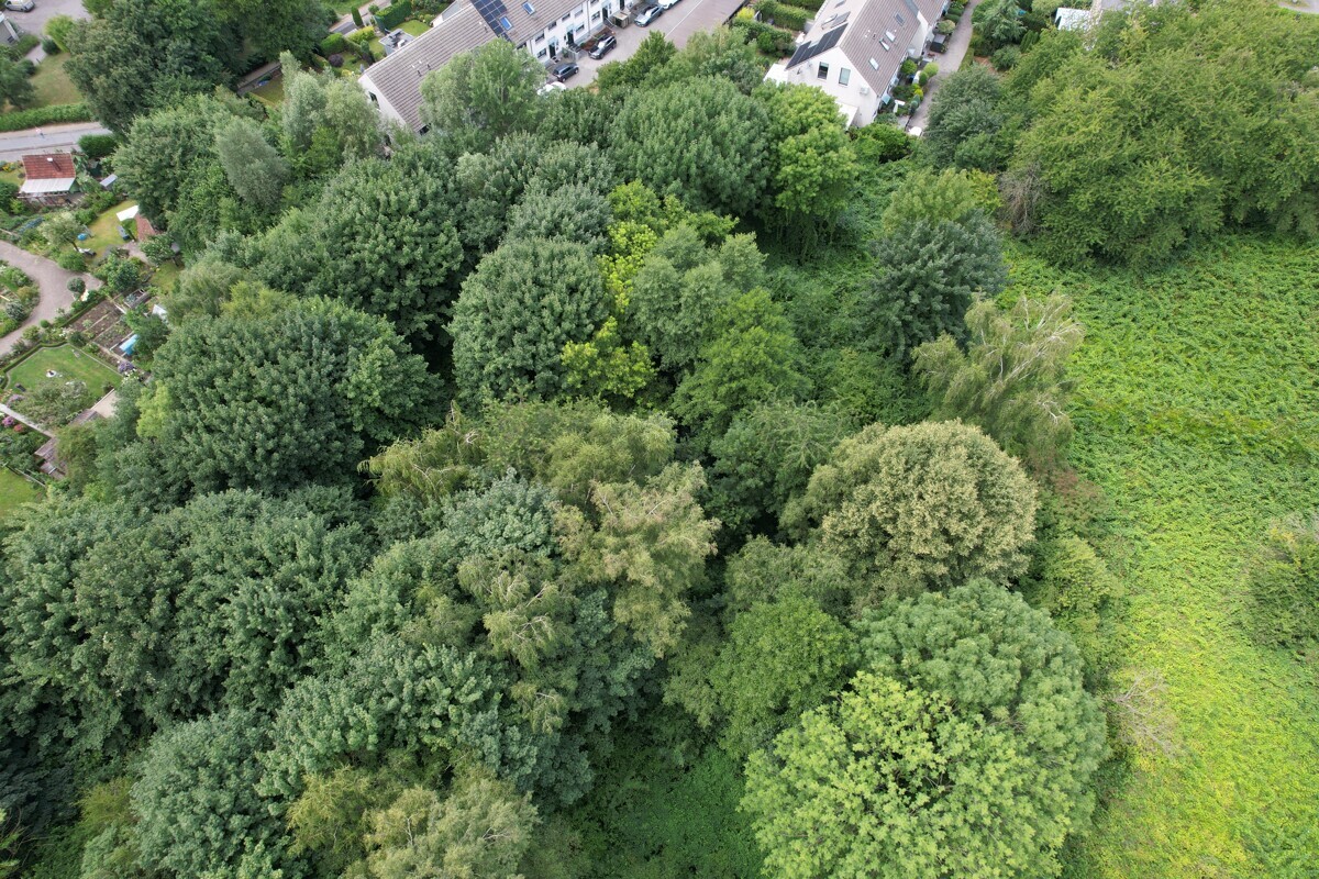 Übergang Wald zu Waldrand