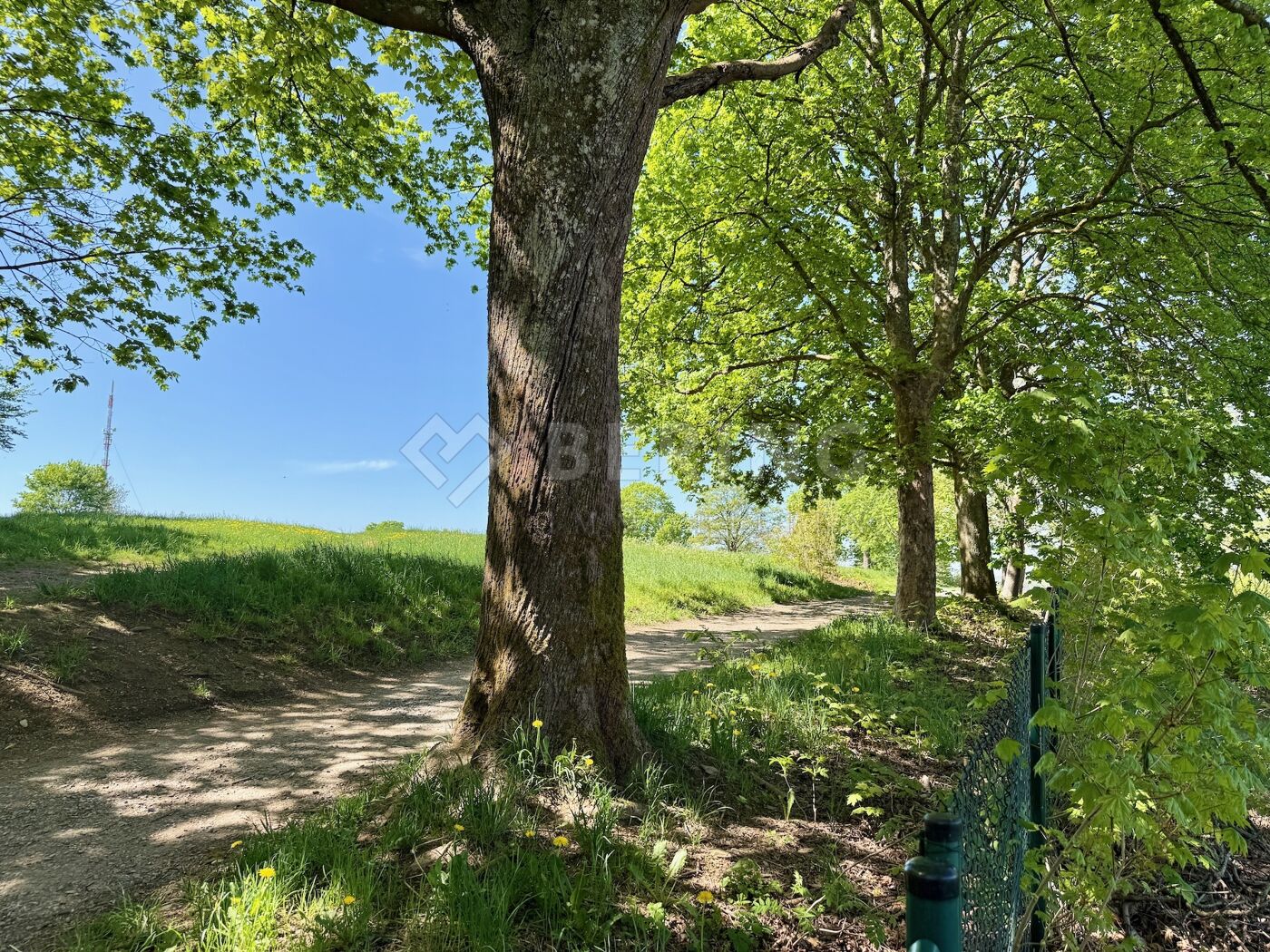 Bäumchenweg Zugang