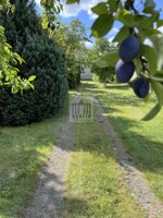 Pflaumenbaum