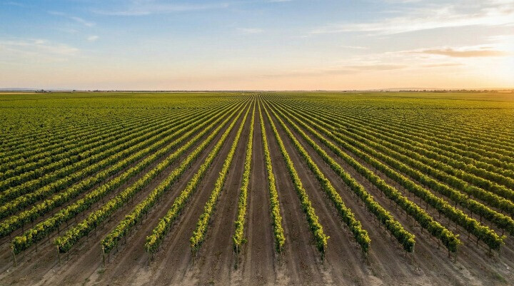 viñedo-venta-palma-mallorca