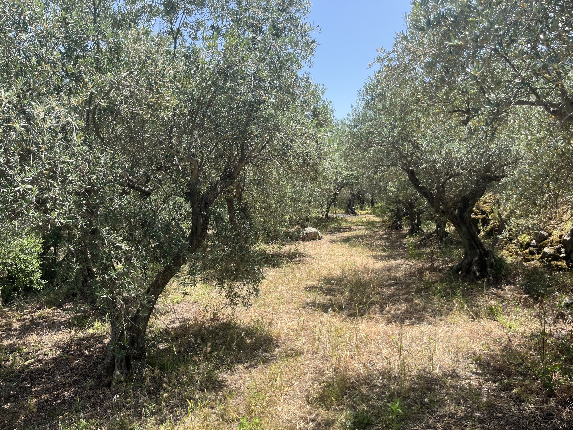 altofonte 2 
