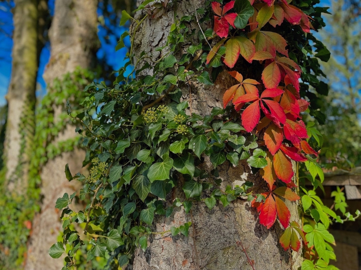 Gartenimpressionen