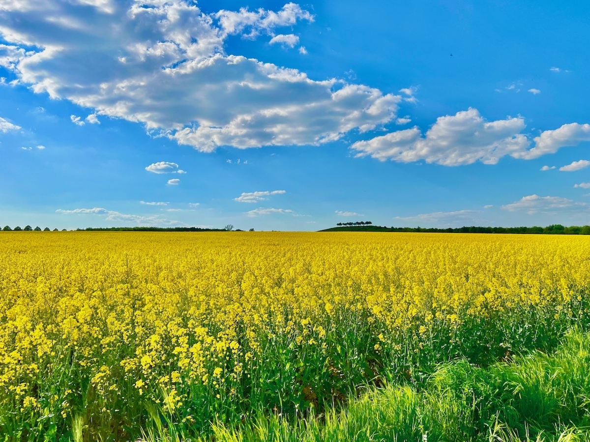 Blick ins Feld