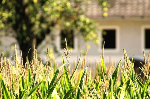 Immobuchenau Grundstück 4