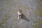 Hof-Katze
