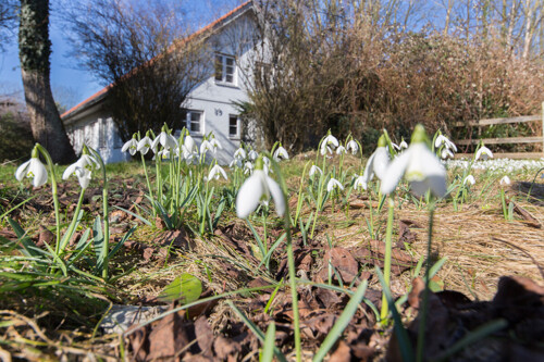 Vorgarten