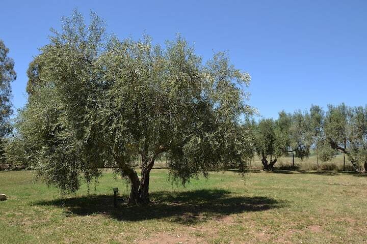 Dettagli