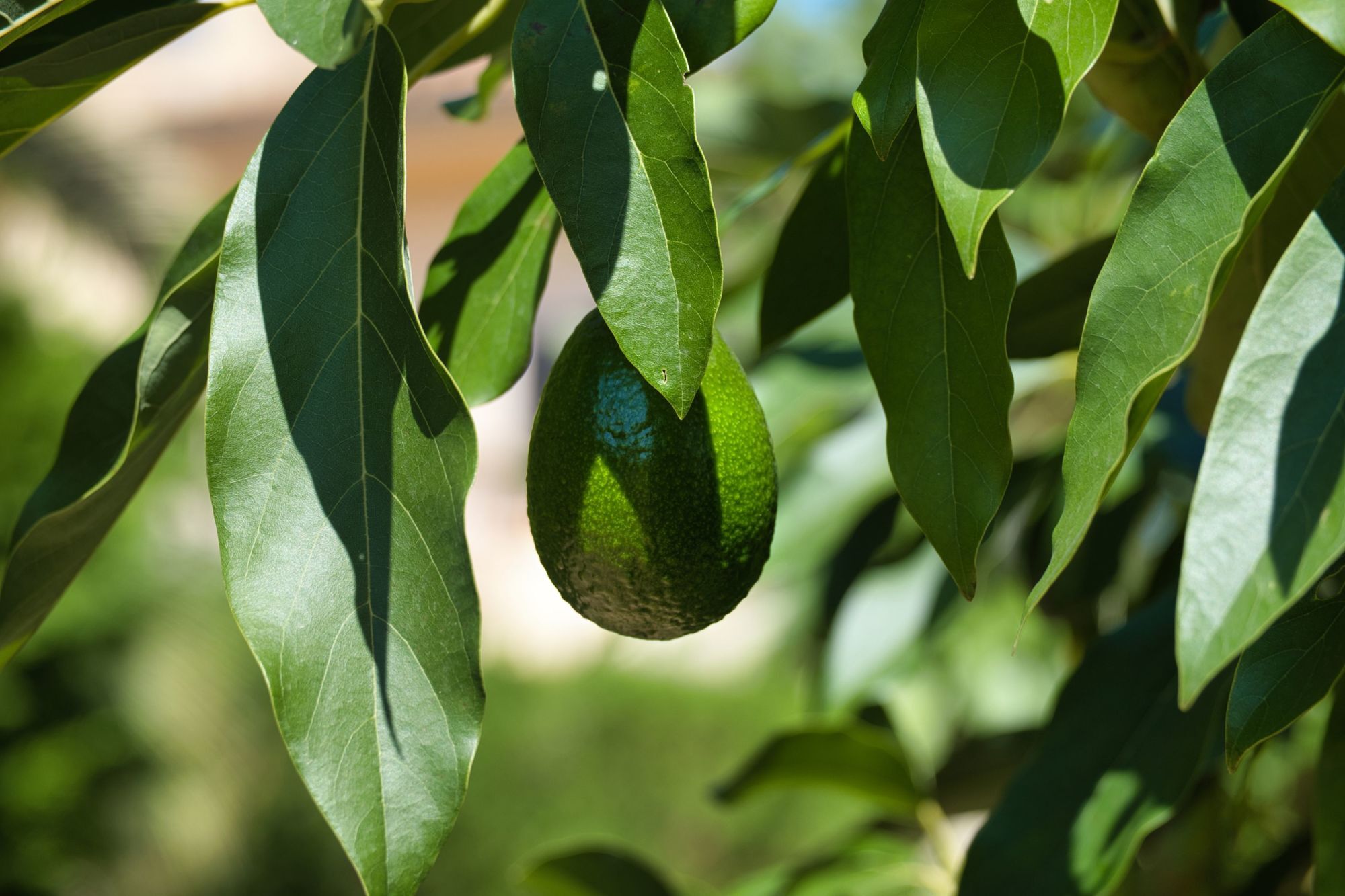 Eigene Avocadoplantage