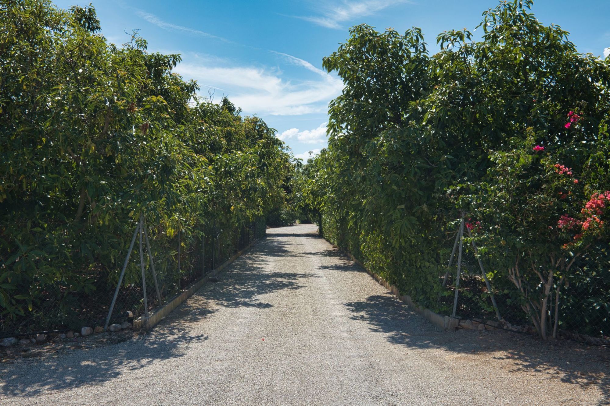 Acocado Plantage
