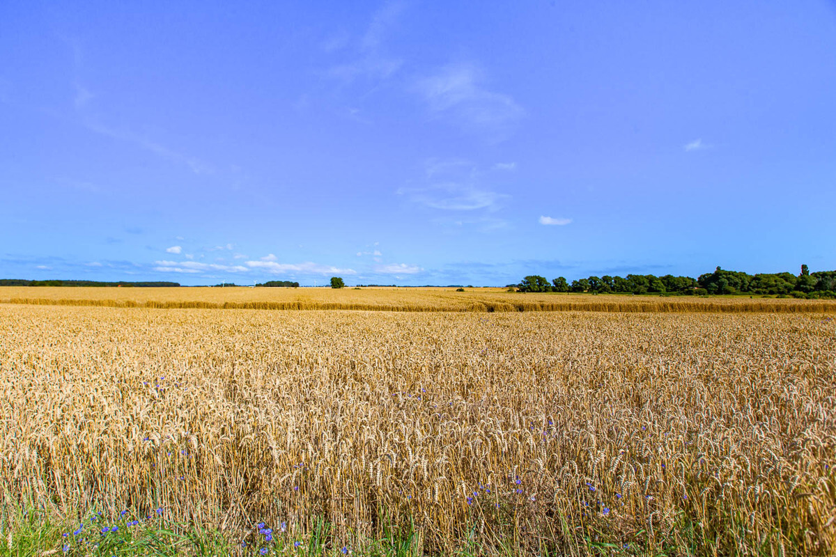 Dranske umgeben von Natur