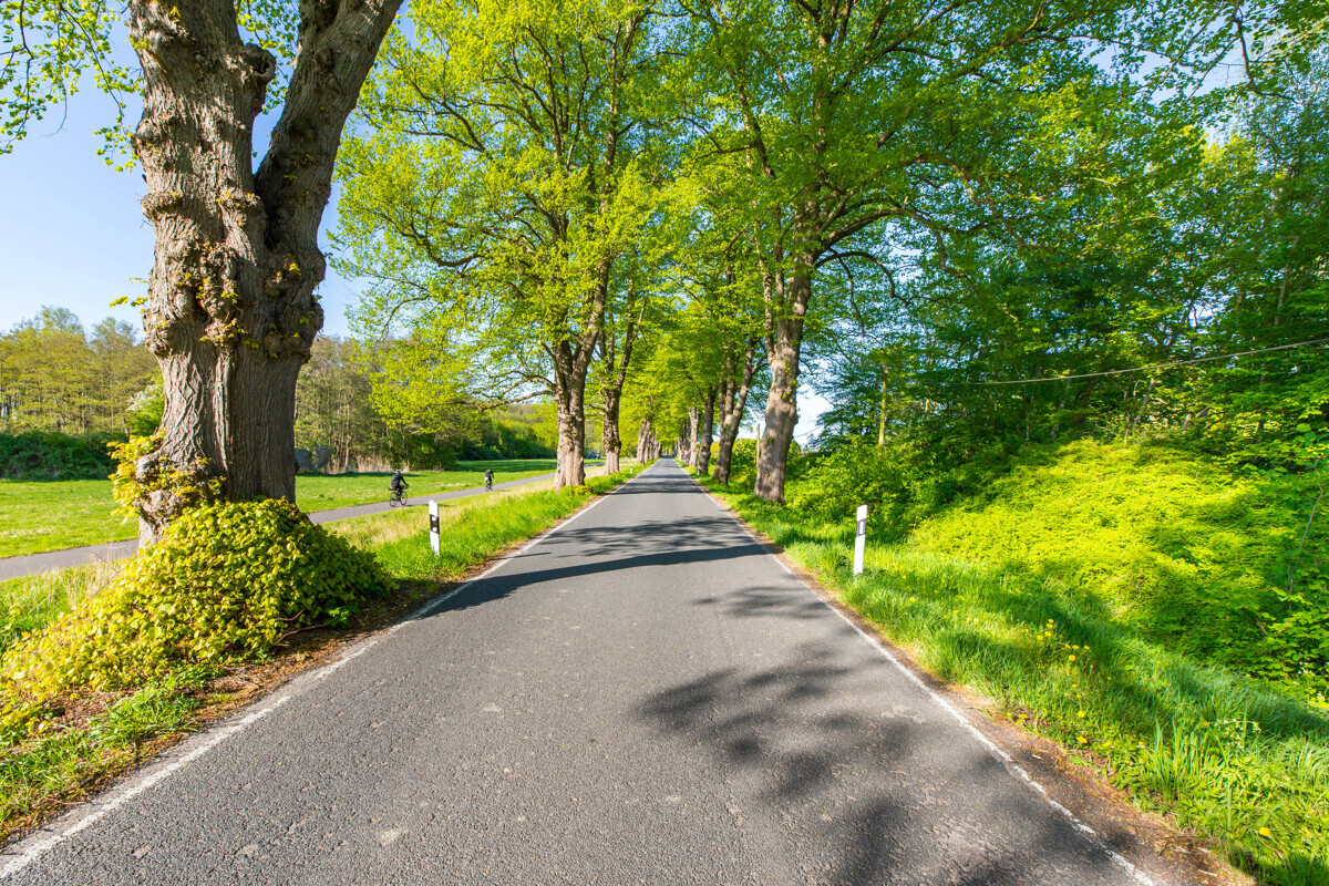 Alleestraße nach Losentitz