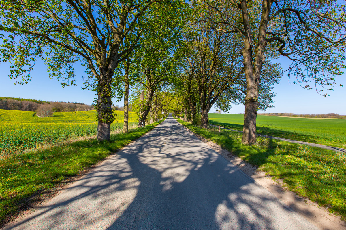 Allee nach Putbus