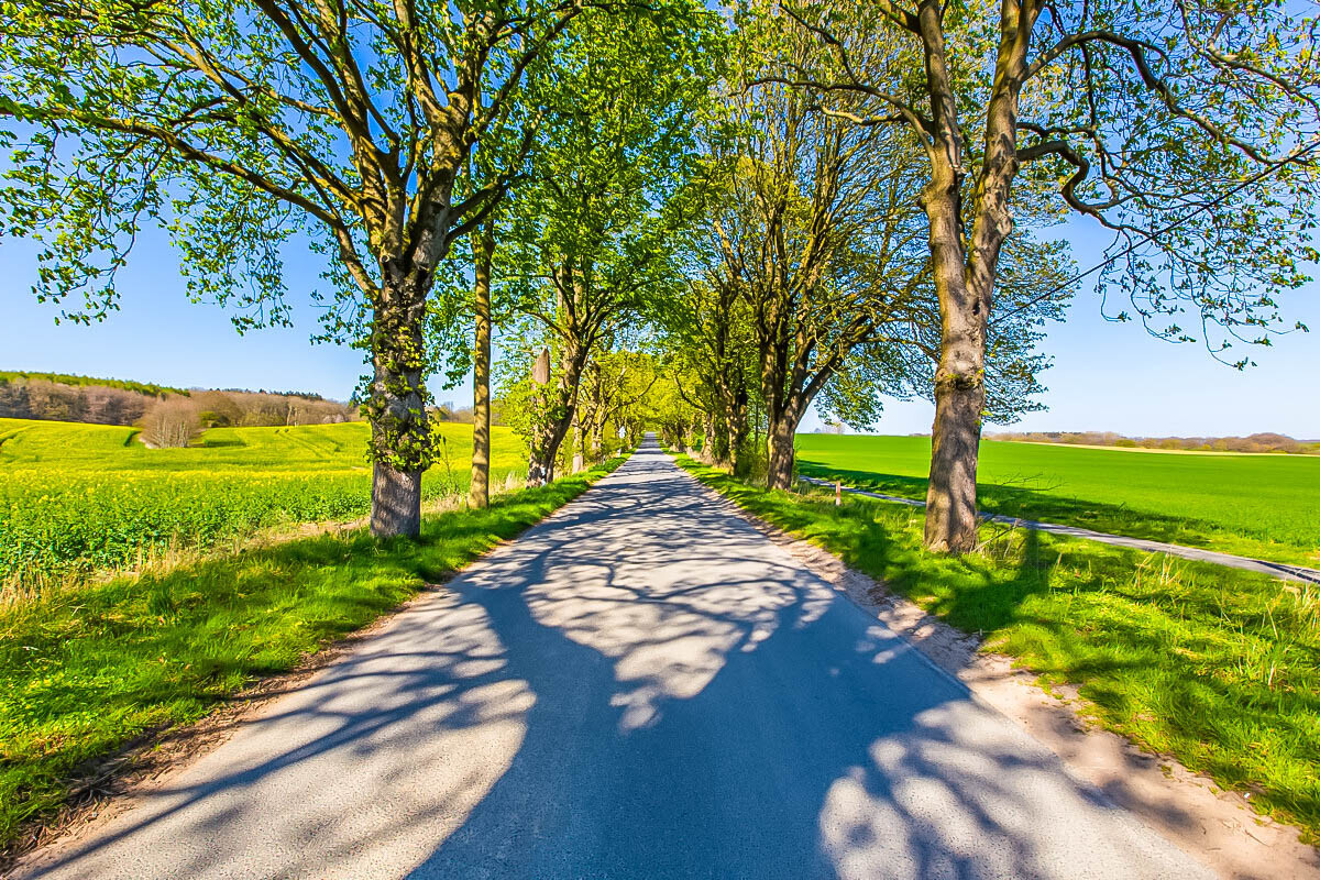 Allee nach Putbus