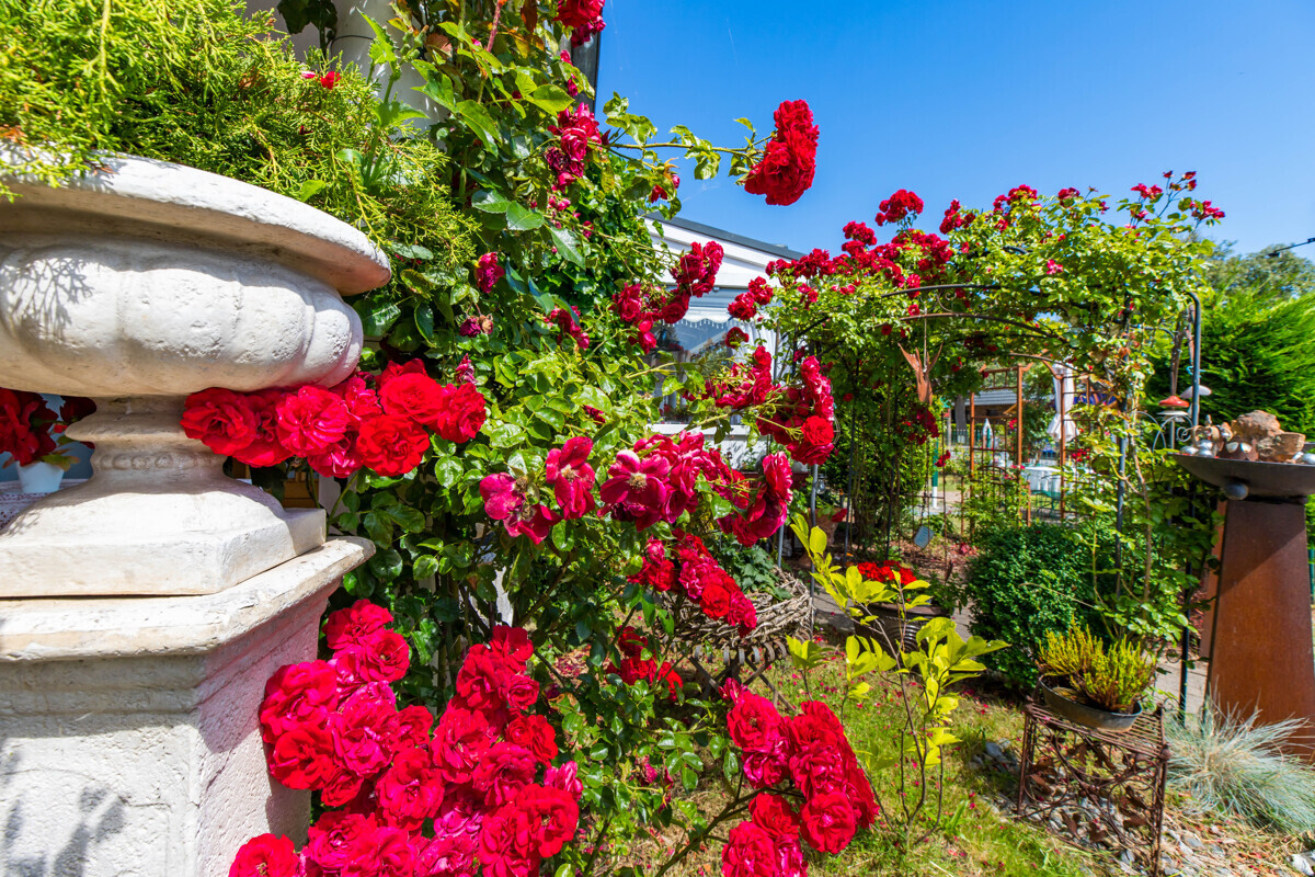 Gartendetails - Prachtvolle Rosen