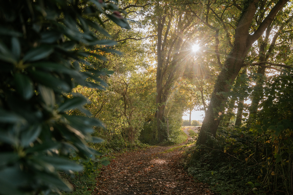 Waldweg am Grundstück