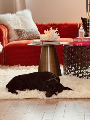 Unser Büro-Maskottchen Theo fühlte sich hier gleich wohl