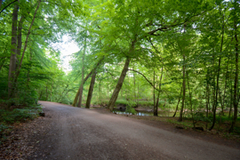 Der Park / die Alster fußläufig vor der Tür