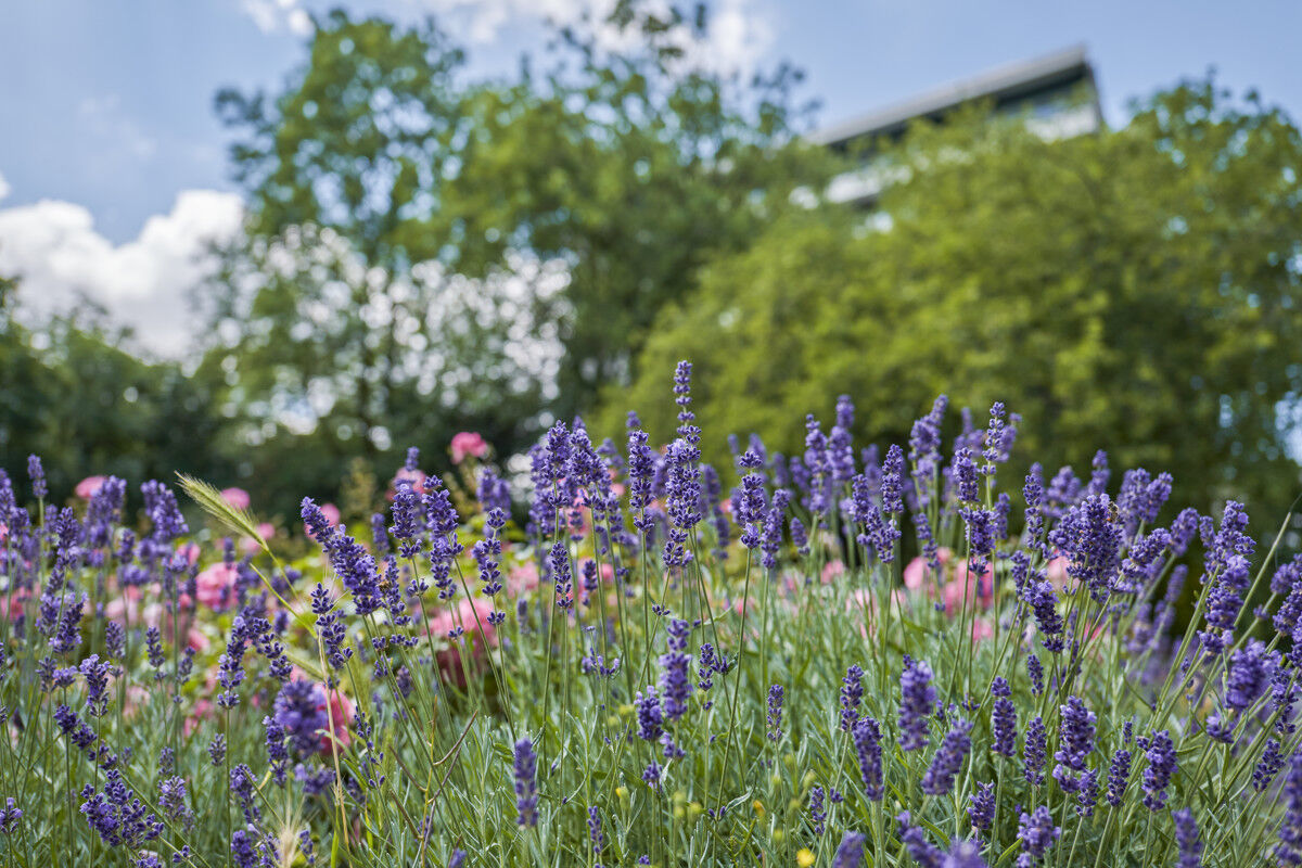 Anlage mit Lavendel
