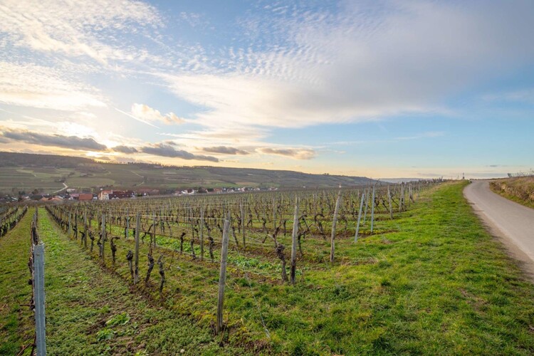 Landschaft Groß-Winternheim