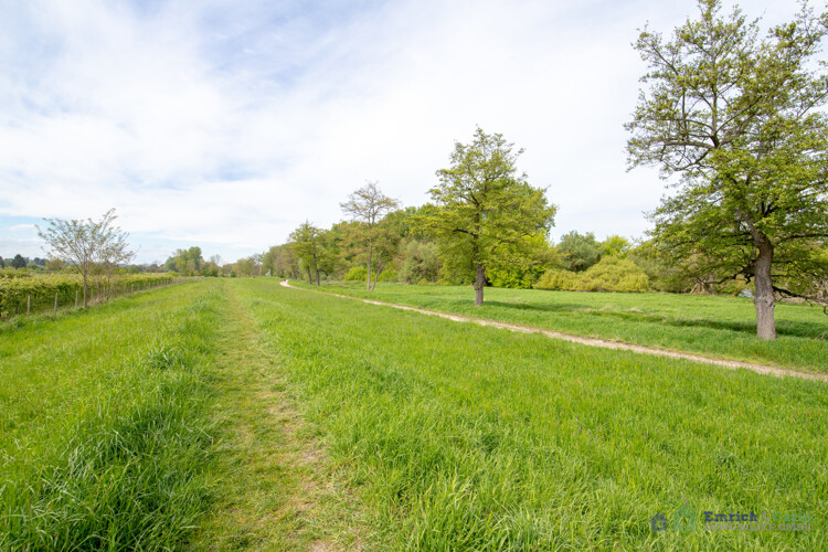 Rheinufer Naturschutzgebiet 2