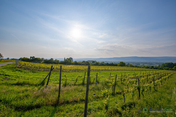 Umgebung - Weinberge