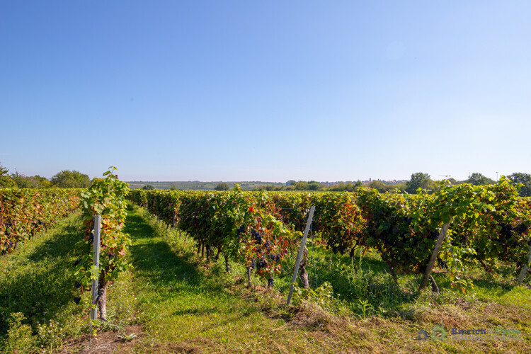 Umgebung - Weinberge