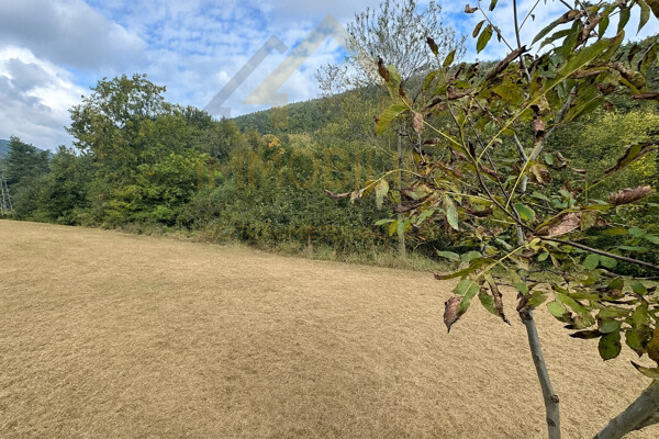 Baumbestand inklusive