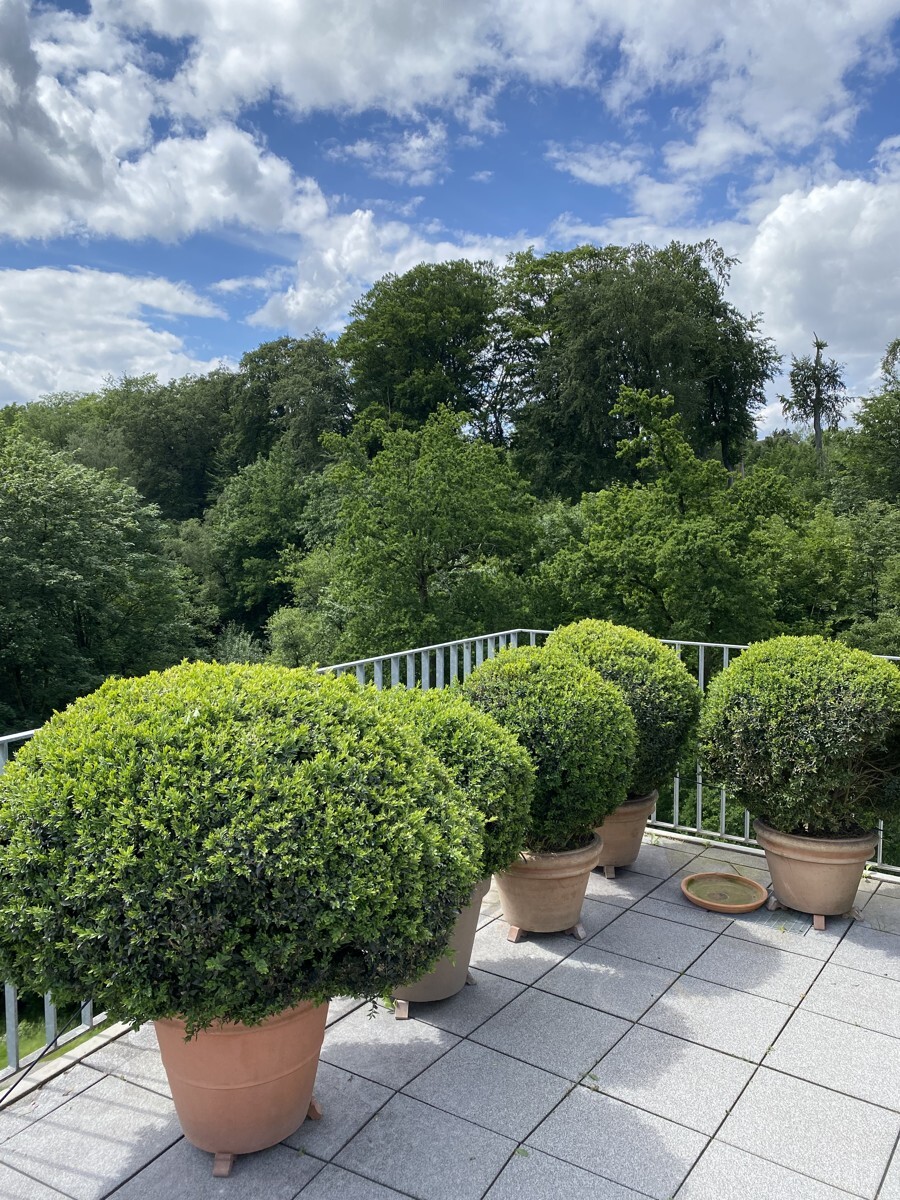 Blick in den Wald