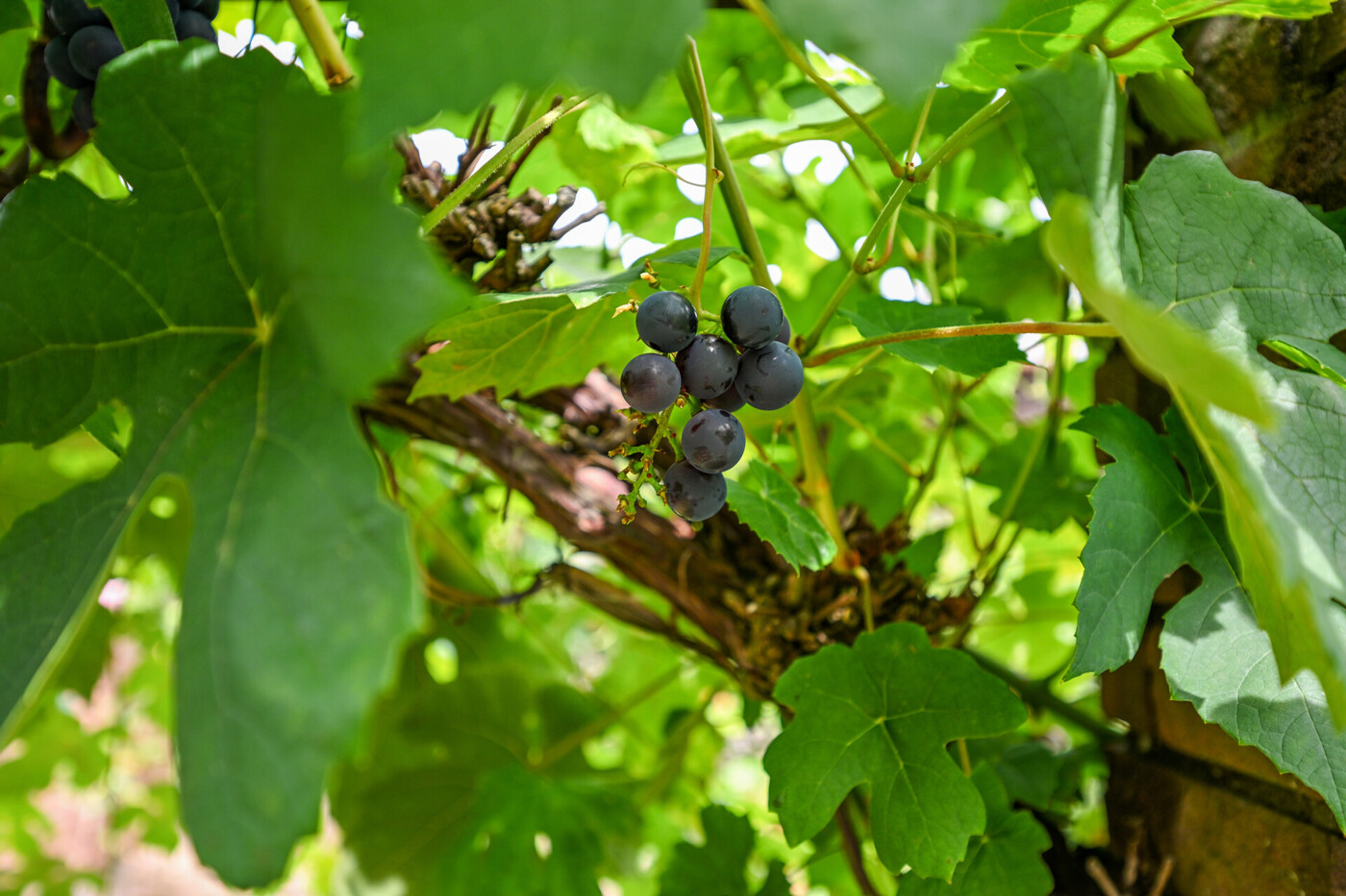 Garten (Spätsommer 2025)