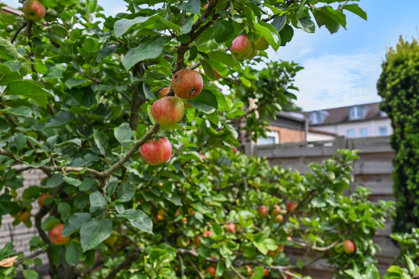 Garten (Spätsommer 2025)