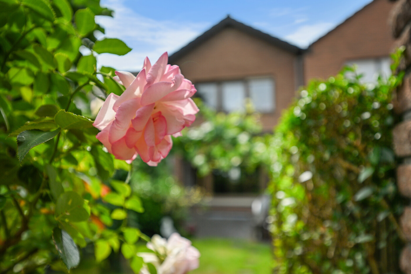 Garten (Spätsommer 2025)