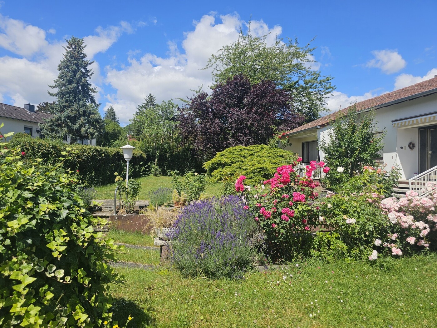mit schönen Rosen