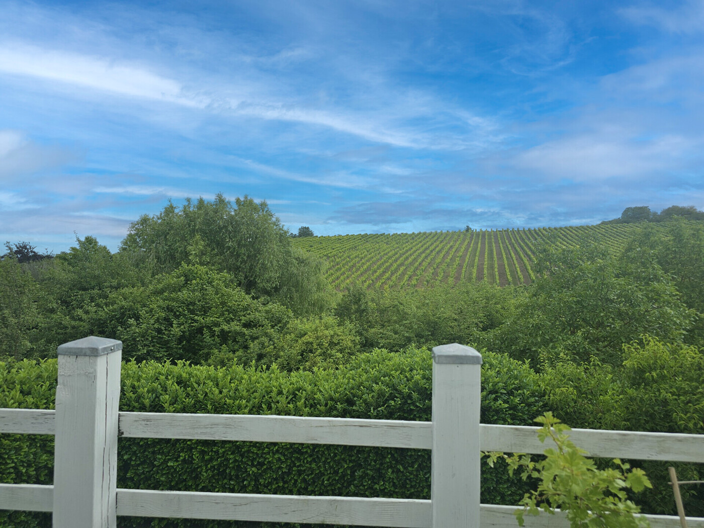 herrlicher Blick ins Grüne