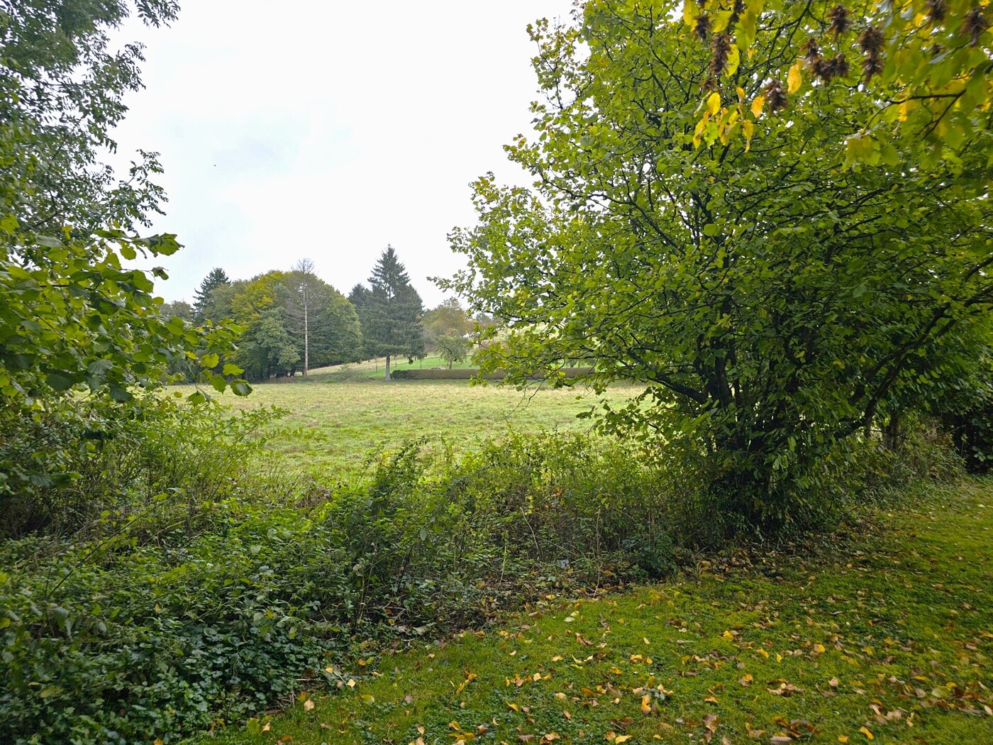 angrenzende Wiese/ Weide