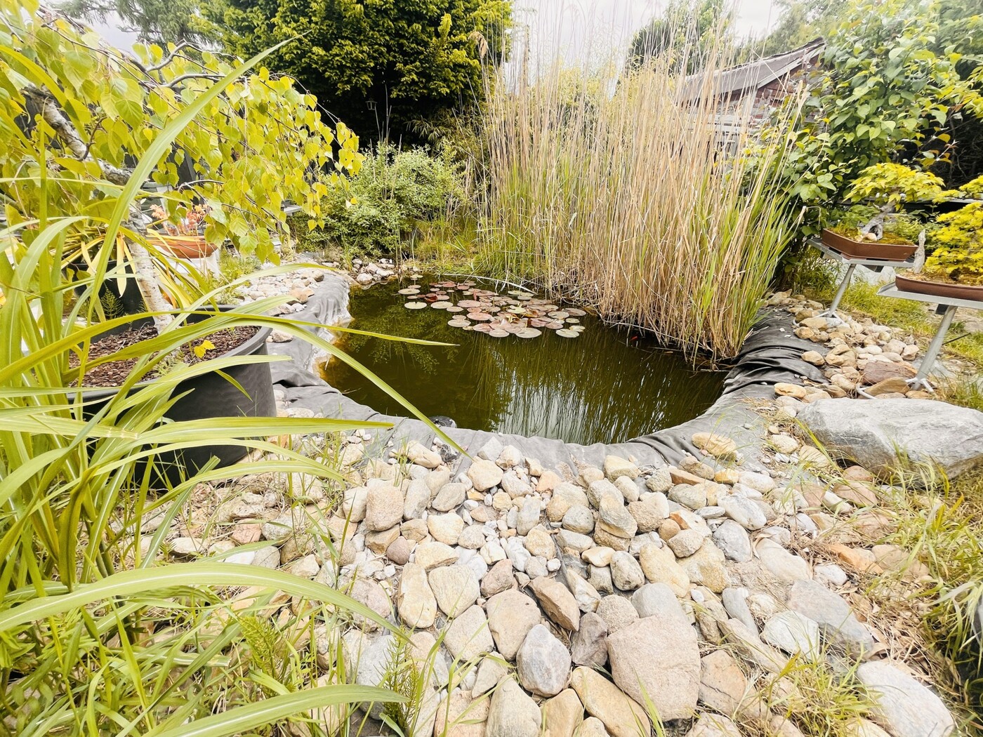 Blick in Richtung - Teich