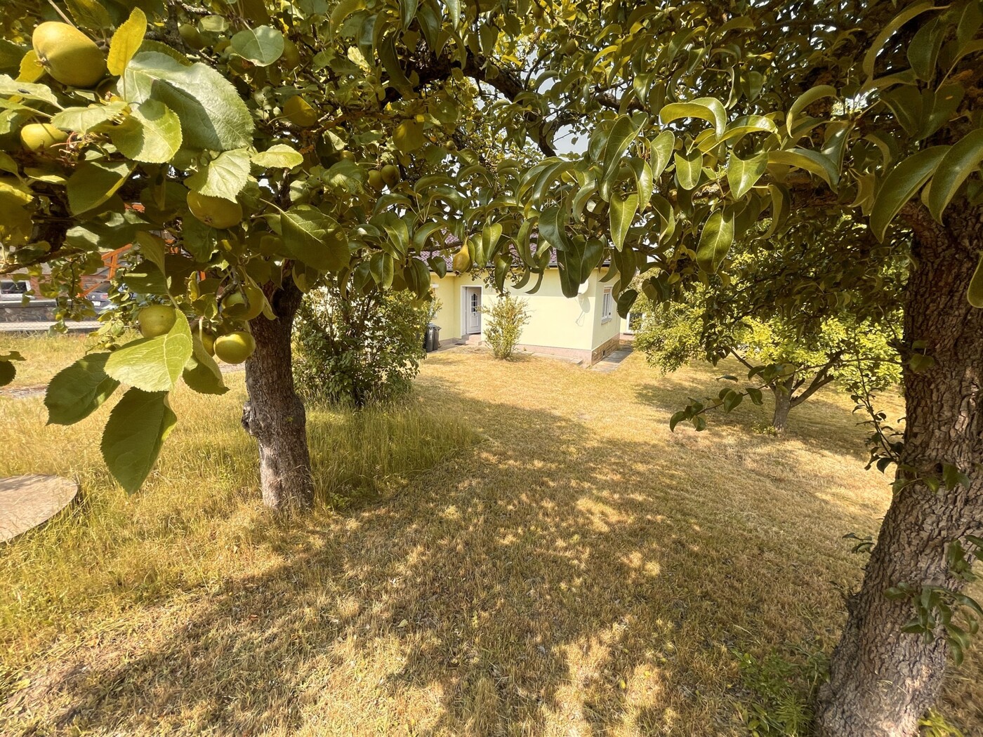 Gartenbereich - Apfelbaum