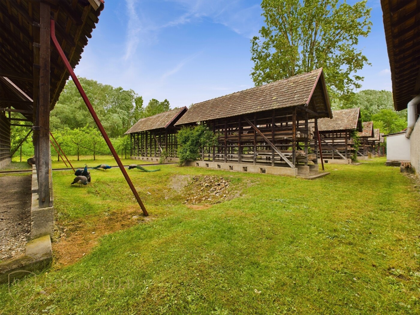 Ziegelei Trocknungshäuser & Pfauen