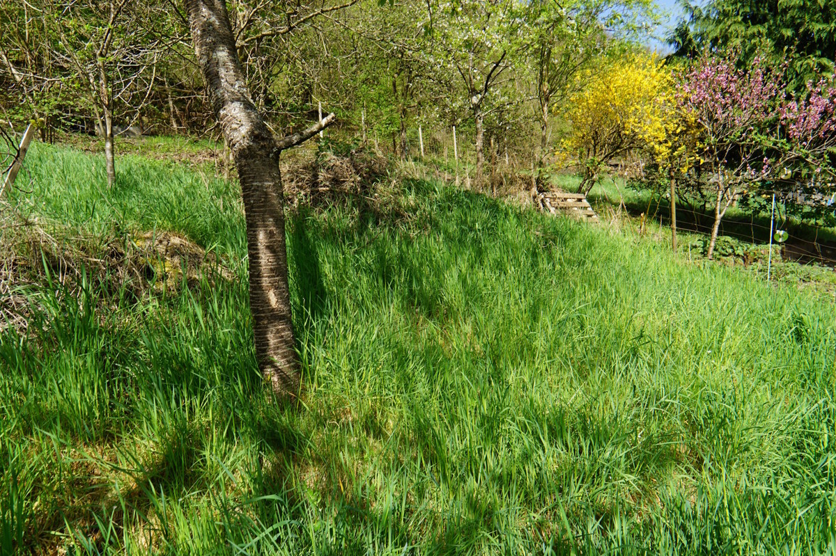 Garten mit altem Baumbestand