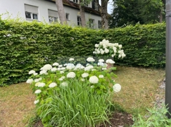 Garten im Sommer