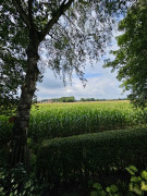 Blick von überdachter Terrasse 1489