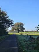 Fernblick mit Eiche als Grenze 1491