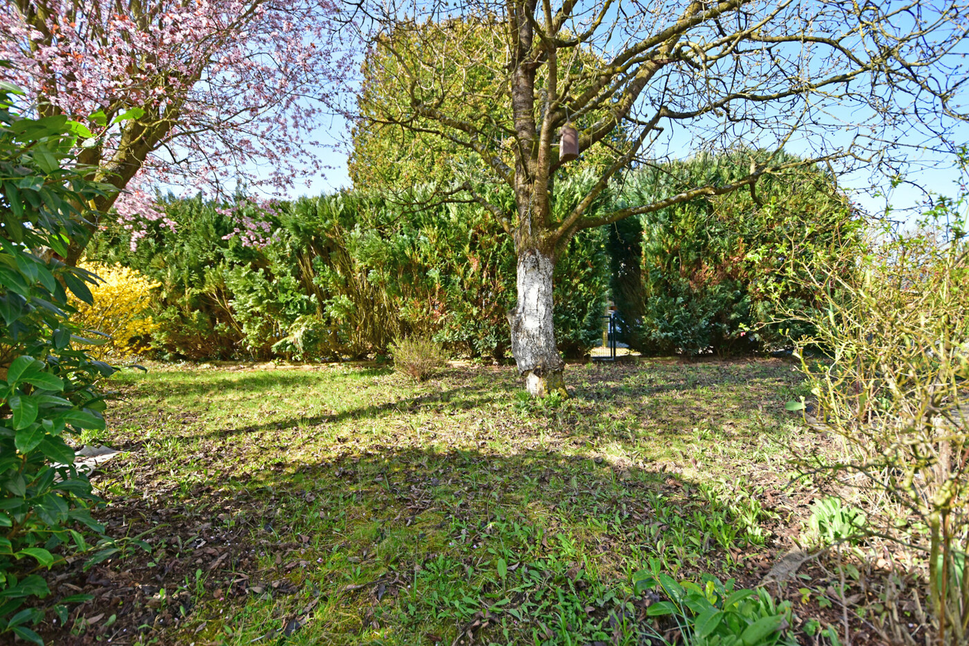 Garten 4