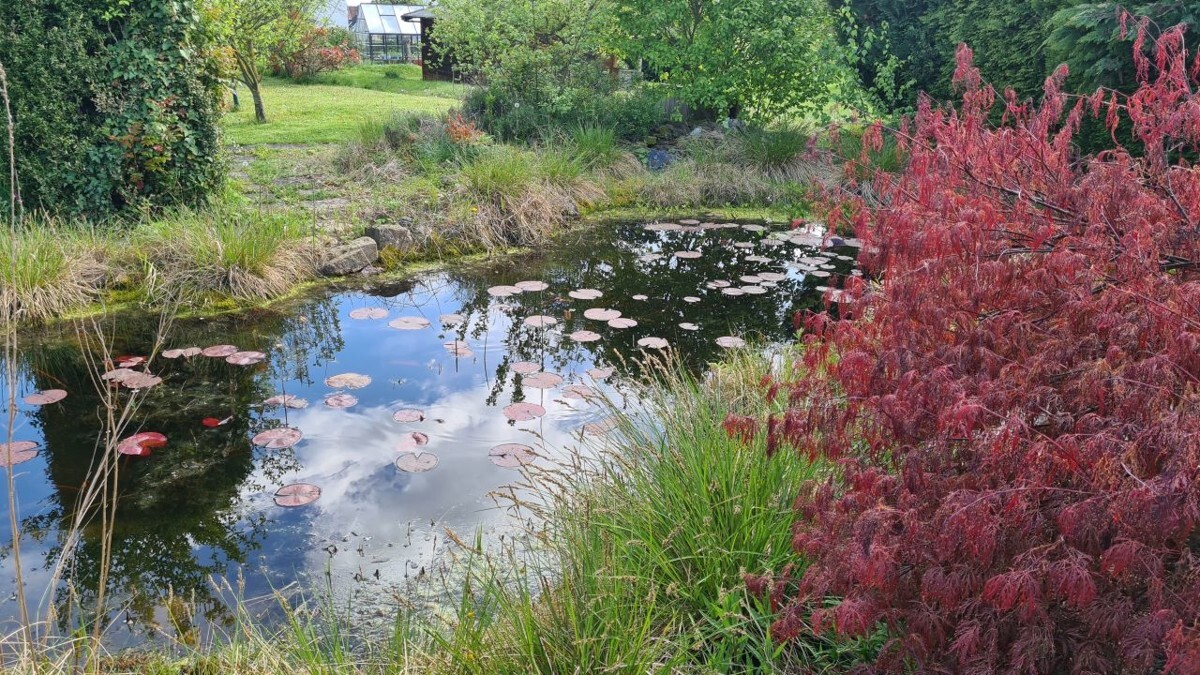 Gartenteich