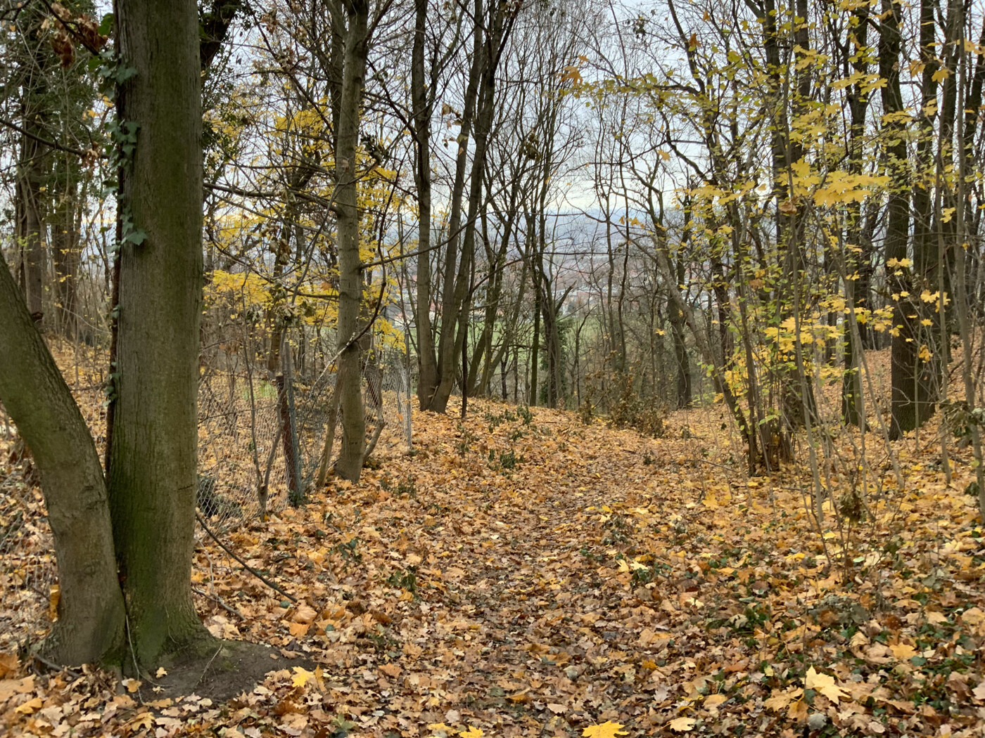 Blick in den Wald