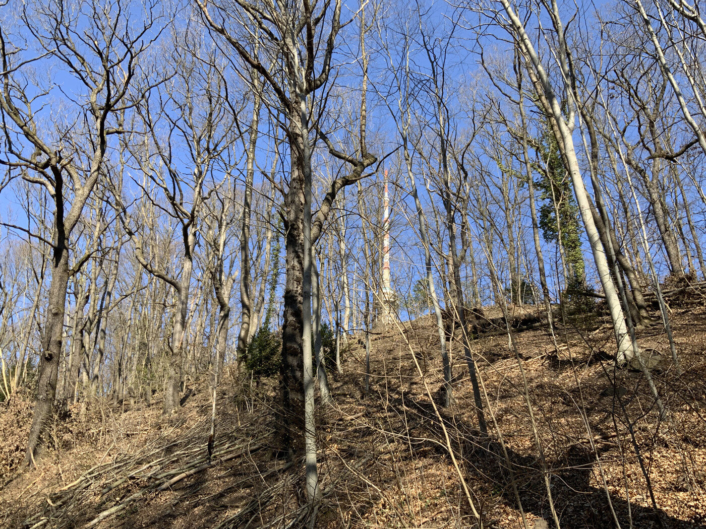 Blick in den Wald vom unteren Grundstücksbereich