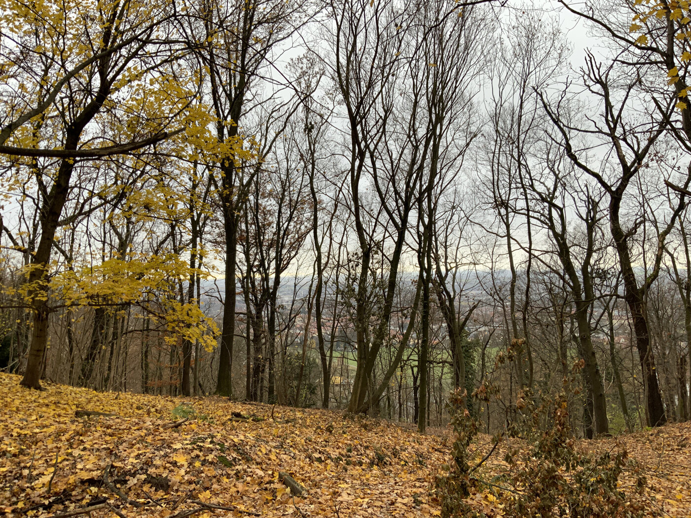 Blick in den Wald und die Stadt