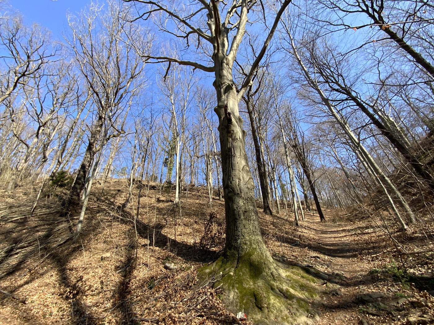 Blick in den Wald vom unteren Grundstücksbereich