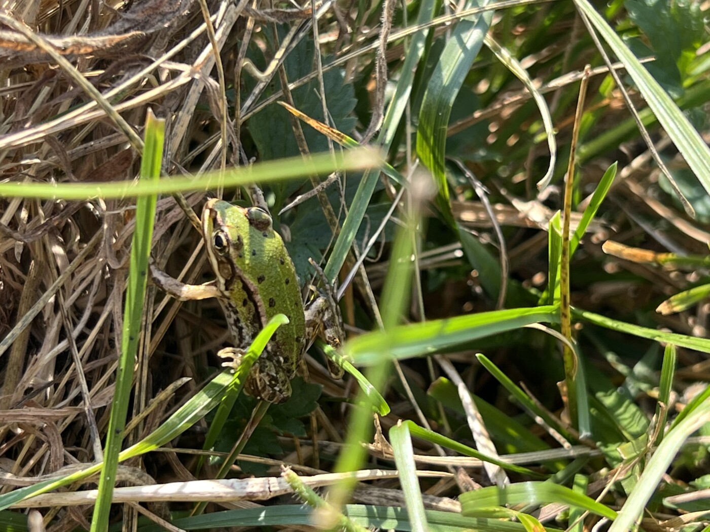 Frosch im Gras