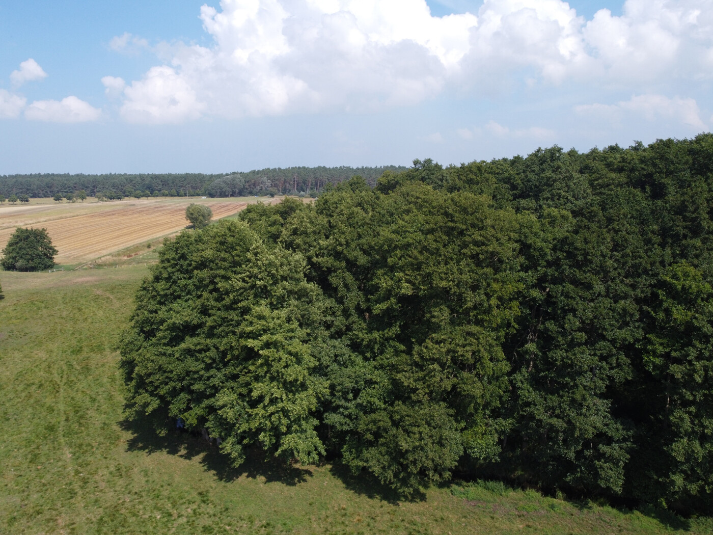 Luftaufnahme - Blick auf den Wald 1